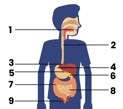 Detail Gambar Organ Organ Pencernaan Manusia Nomer 53