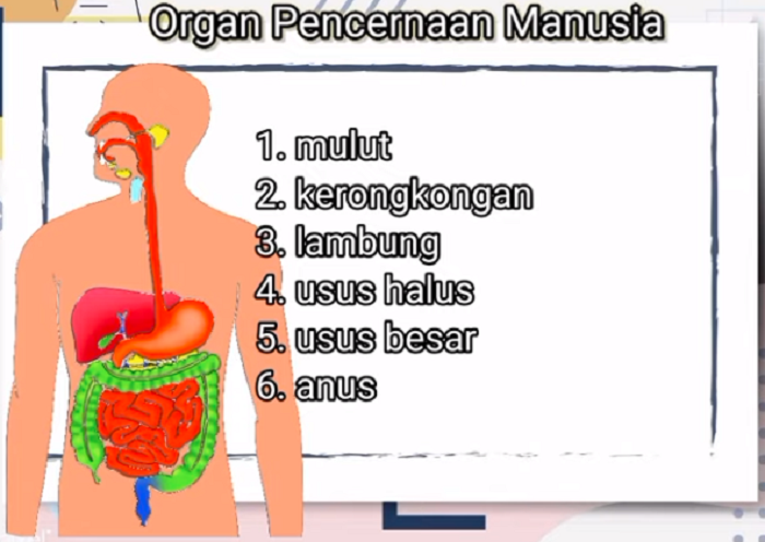 Detail Gambar Organ Organ Pencernaan Manusia Nomer 8