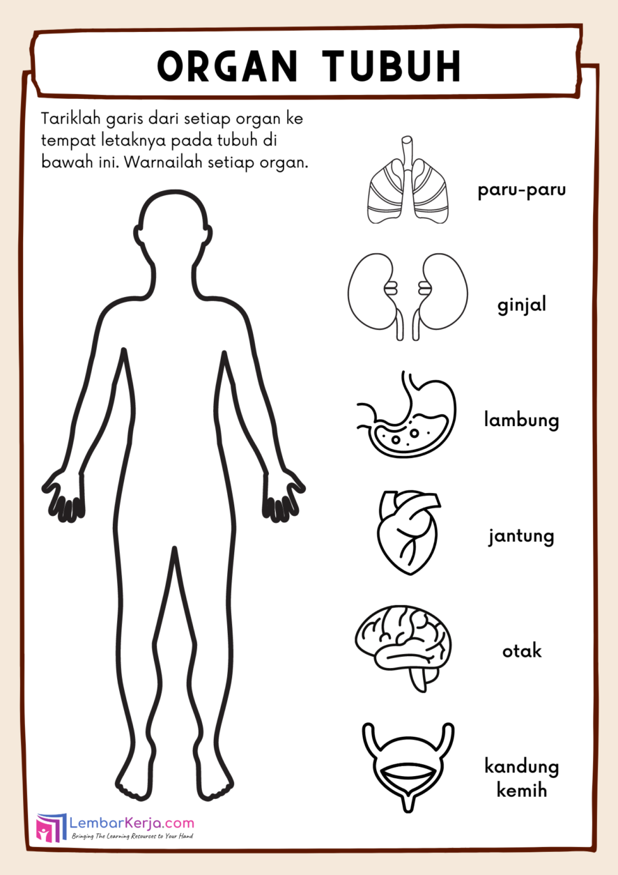 Detail Gambar Organ Organ Tubuh Manusia Nomer 21