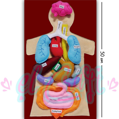 Detail Gambar Organ Organ Tubuh Manusia Nomer 24