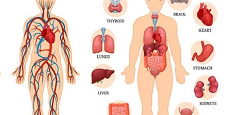 Detail Gambar Organ Organ Tubuh Manusia Nomer 3