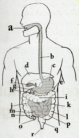 Detail Gambar Organ Organ Tubuh Manusia Nomer 38
