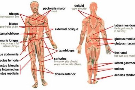 Detail Gambar Organ Organ Tubuh Manusia Nomer 41