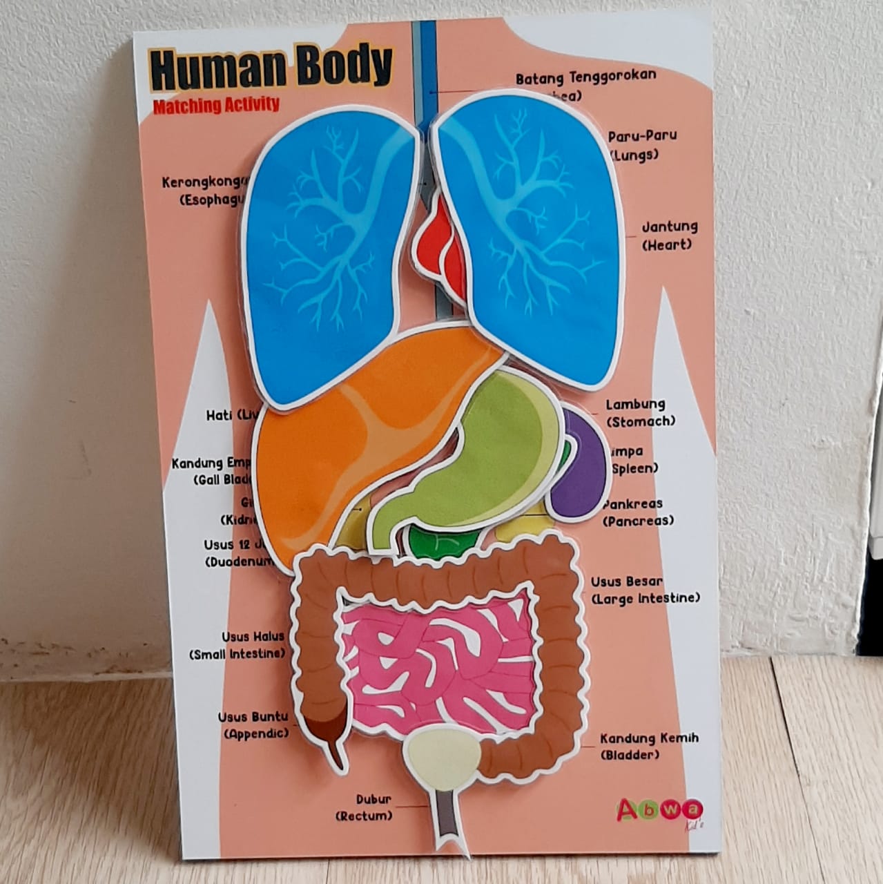 Detail Gambar Organ Organ Tubuh Manusia Nomer 46