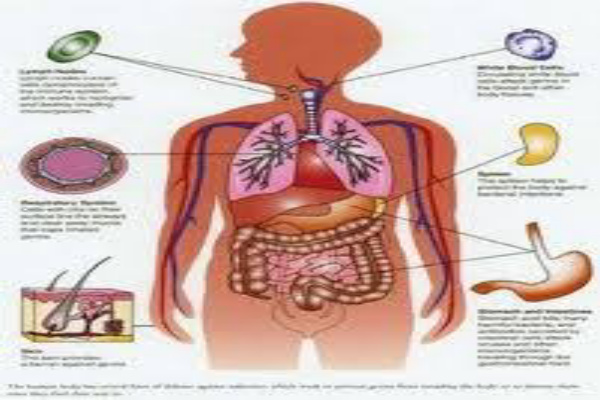 Detail Gambar Organ Organ Tubuh Manusia Nomer 50