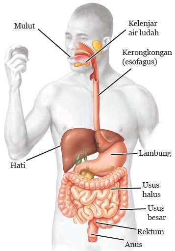 Detail Gambar Organ Pencernaan Manusia Nomer 16