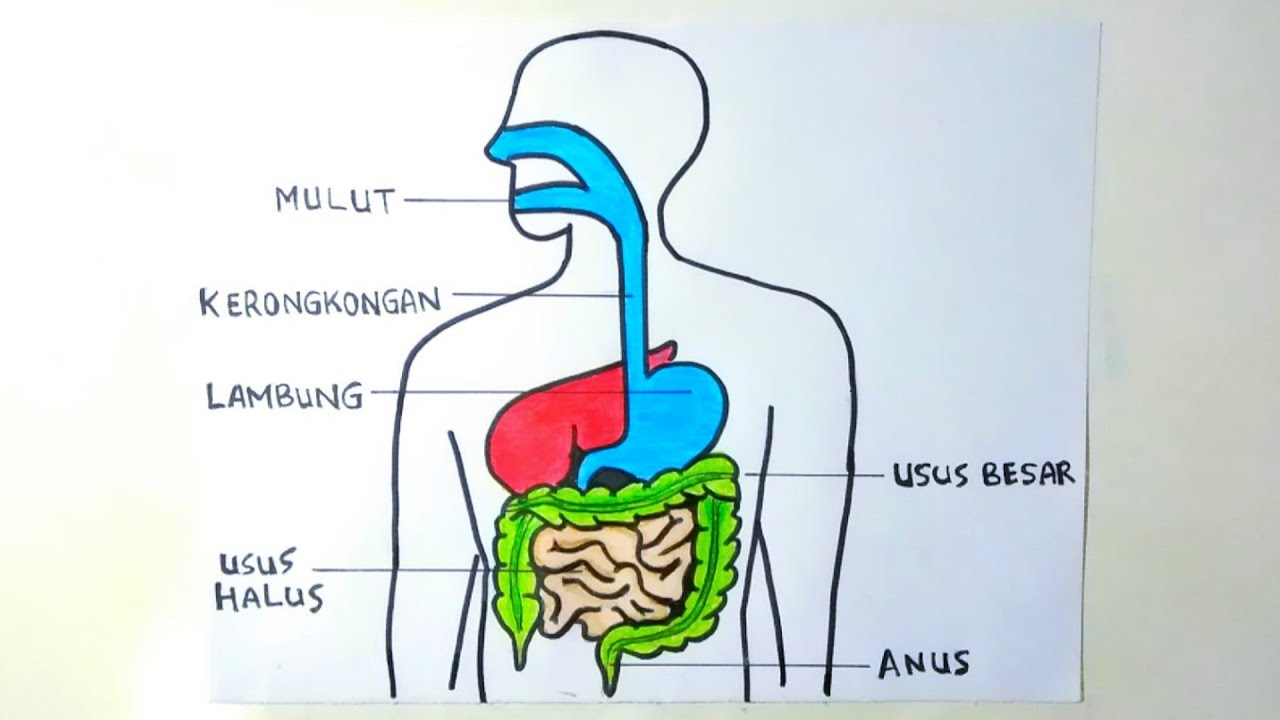 Detail Gambar Organ Pencernaan Manusia Nomer 17