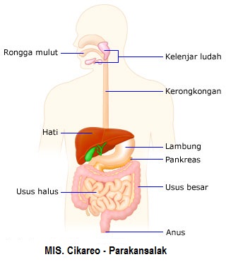 Detail Gambar Organ Pencernaan Manusia Nomer 24