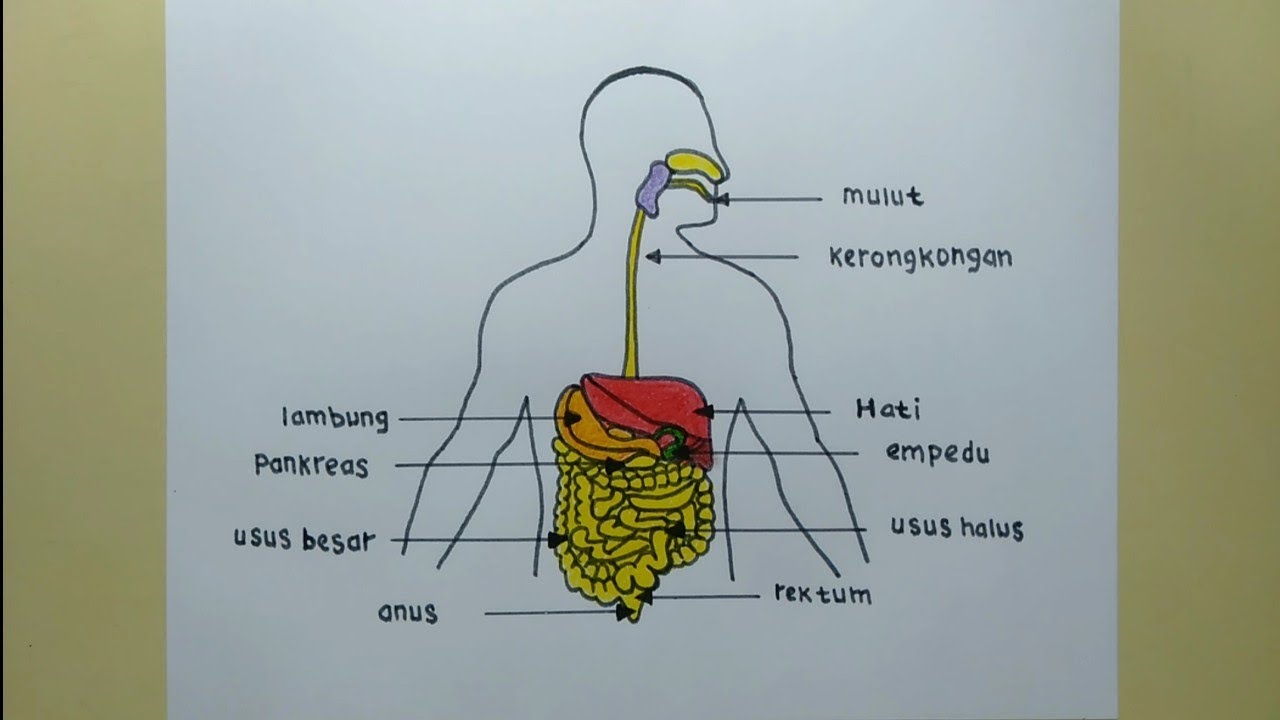 Detail Gambar Organ Pencernaan Manusia Nomer 43