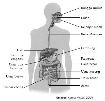 Detail Gambar Organ Pencernaan Manusia Nomer 48