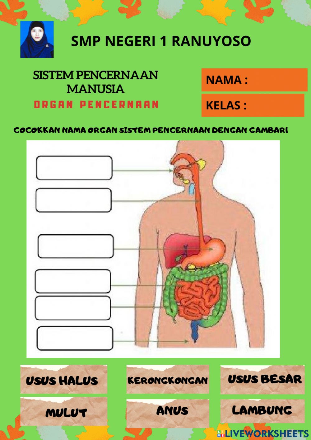 Detail Gambar Organ Pencernaan Manusia Nomer 49