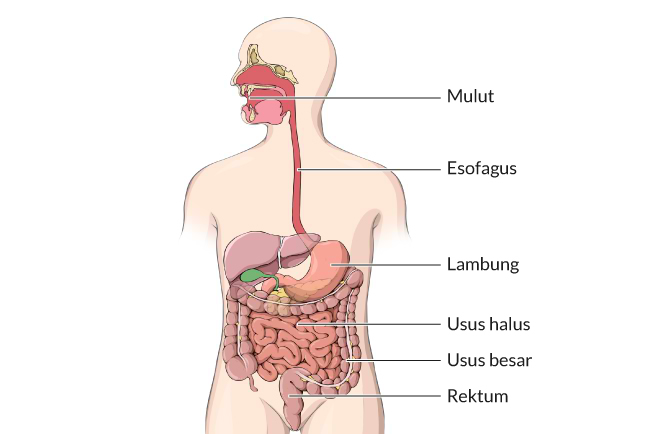 Detail Gambar Organ Pencernaan Manusia Nomer 7