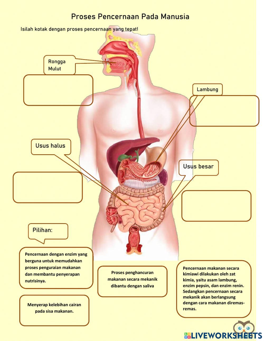 Detail Gambar Organ Pencernaan Manusia Dan Fungsinya Nomer 2