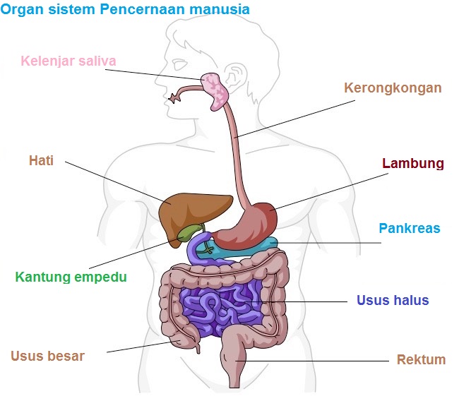 Detail Gambar Organ Pencernaan Manusia Dan Fungsinya Nomer 12