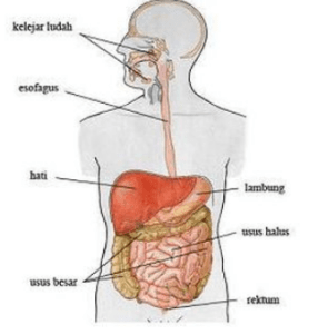 Detail Gambar Organ Pencernaan Manusia Dan Fungsinya Nomer 17