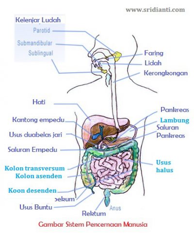 Download Gambar Organ Pencernaan Manusia Dan Fungsinya Nomer 19