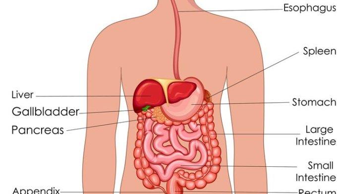 Detail Gambar Organ Pencernaan Manusia Dan Fungsinya Nomer 22