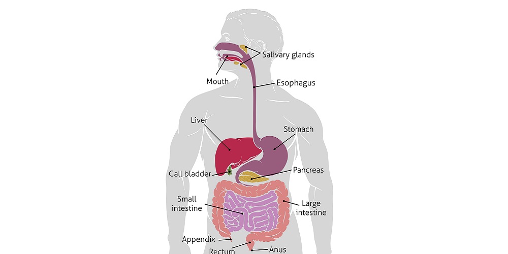 Detail Gambar Organ Pencernaan Manusia Dan Fungsinya Nomer 26