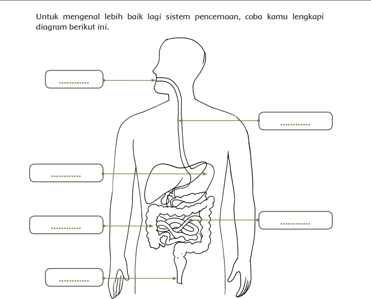 Detail Gambar Organ Pencernaan Manusia Dan Fungsinya Nomer 27