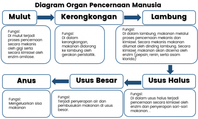 Detail Gambar Organ Pencernaan Manusia Dan Fungsinya Nomer 28