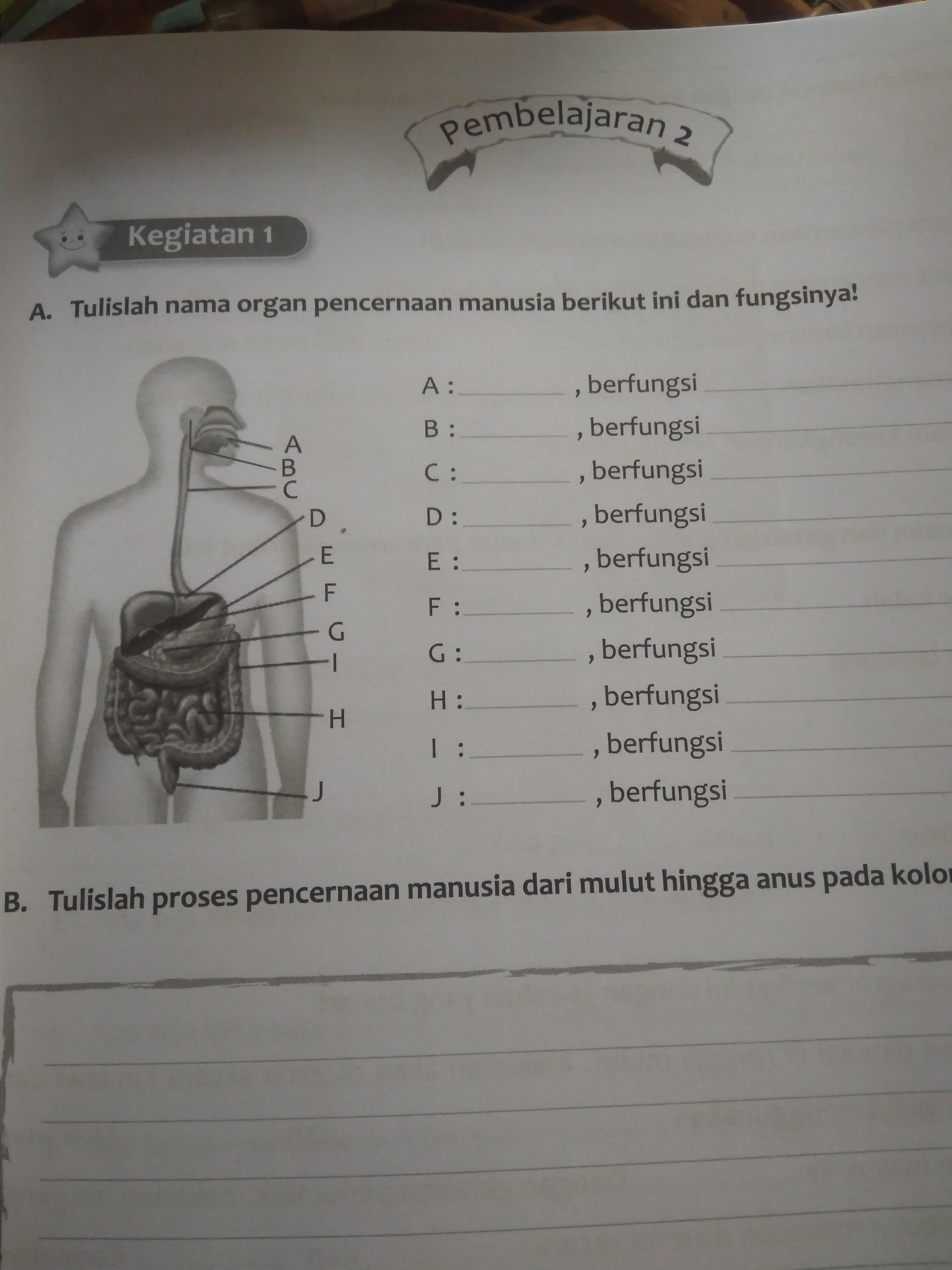 Detail Gambar Organ Pencernaan Manusia Dan Fungsinya Nomer 34