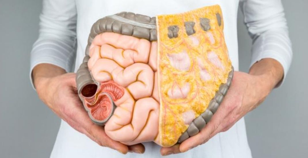 Detail Gambar Organ Pencernaan Manusia Dan Fungsinya Nomer 36