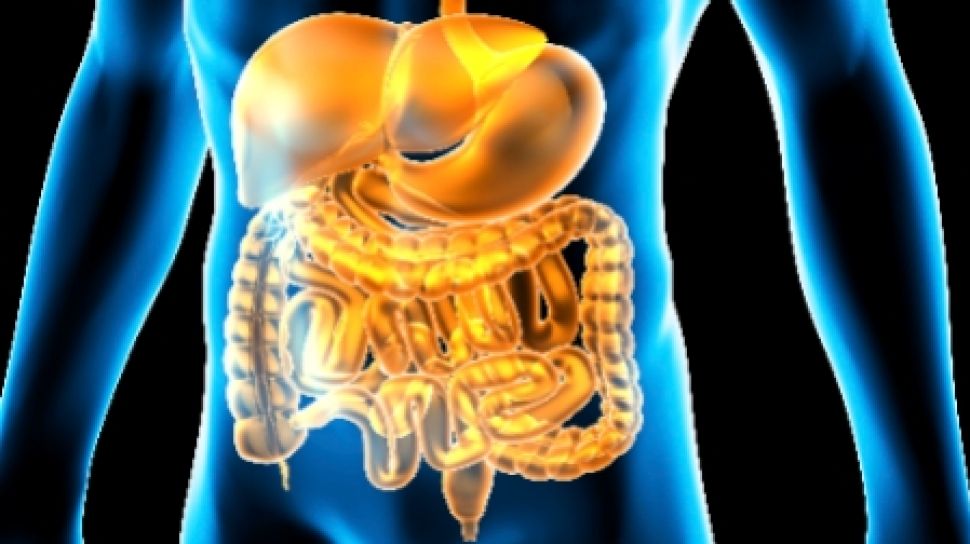 Detail Gambar Organ Pencernaan Manusia Dan Fungsinya Nomer 46