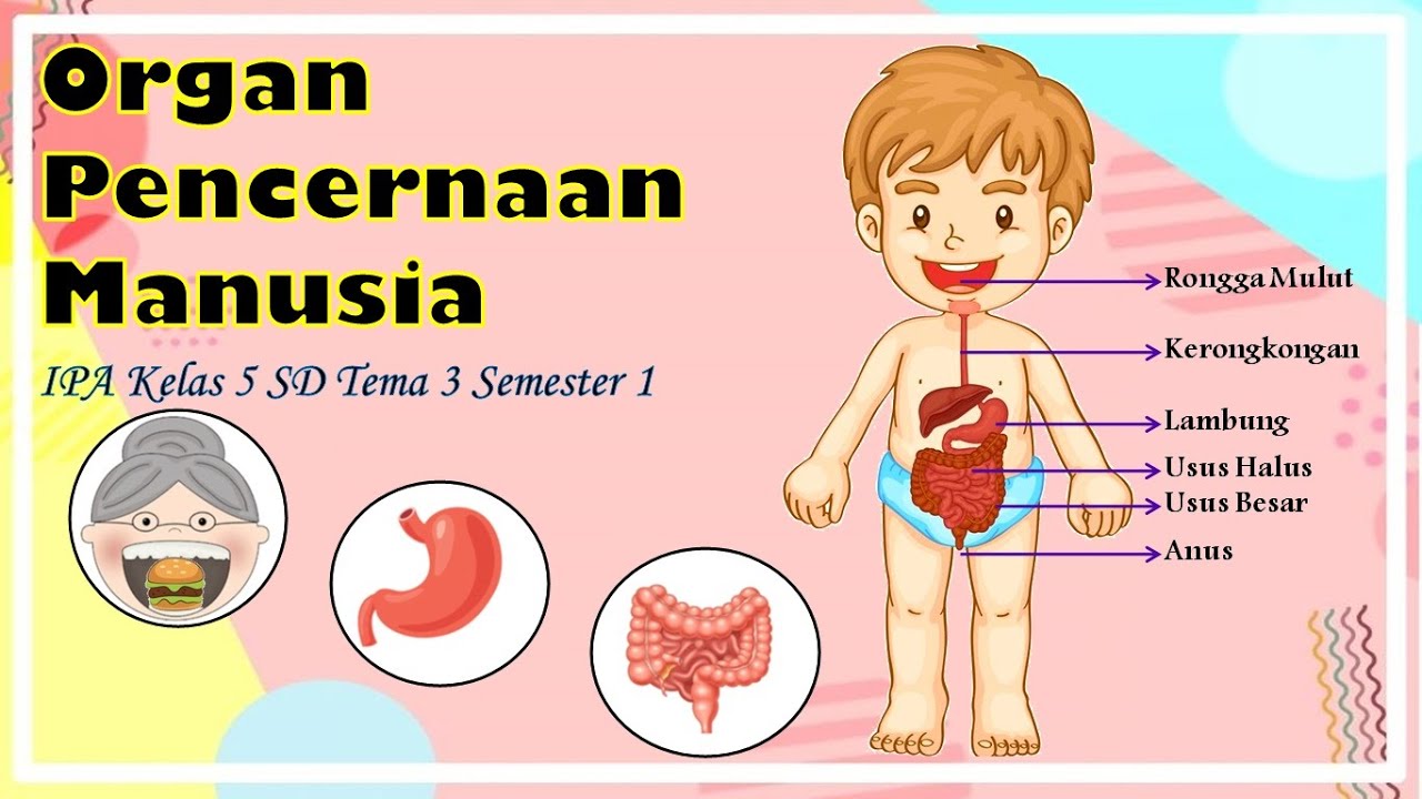 Detail Gambar Organ Pencernaan Manusia Dan Fungsinya Nomer 47