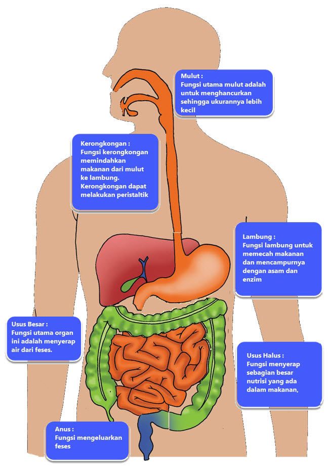 Download Gambar Organ Pencernaan Manusia Dan Fungsinya Nomer 8