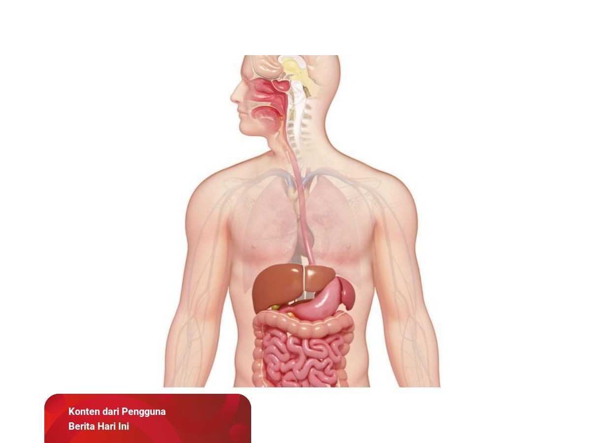 Gambar Organ Pencernaan Manusia Tanpa Keterangan - KibrisPDR