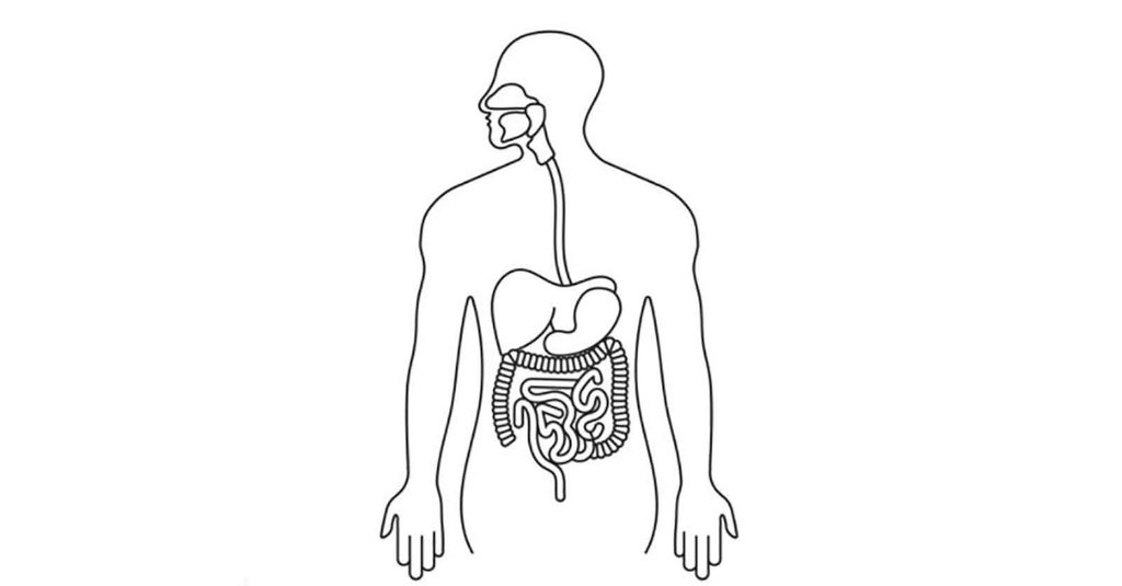 Detail Gambar Organ Pencernaan Manusia Tanpa Keterangan Nomer 13