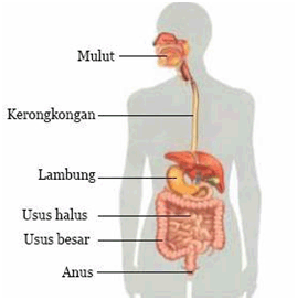 Detail Gambar Organ Pencernaan Manusia Tanpa Keterangan Nomer 19