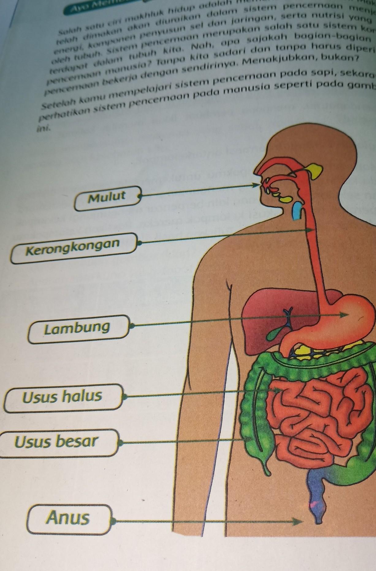 Detail Gambar Organ Pencernaan Manusia Tanpa Keterangan Nomer 23