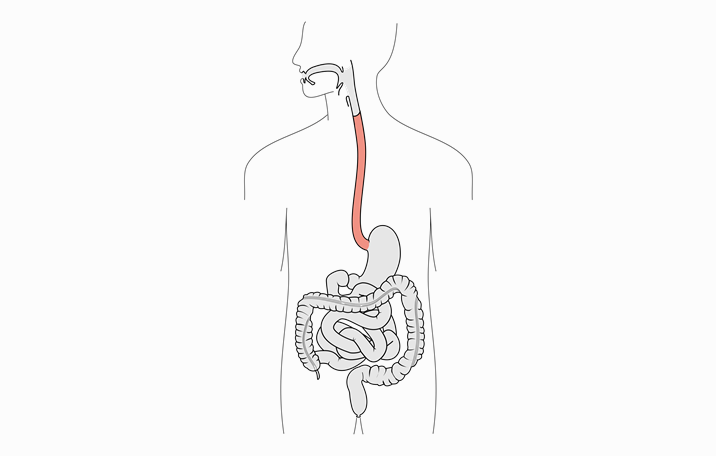 Detail Gambar Organ Pencernaan Manusia Tanpa Keterangan Nomer 4