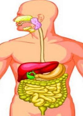 Detail Gambar Organ Pencernaan Manusia Tanpa Keterangan Nomer 33