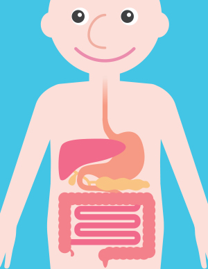 Detail Gambar Organ Pencernaan Manusia Tanpa Keterangan Nomer 37