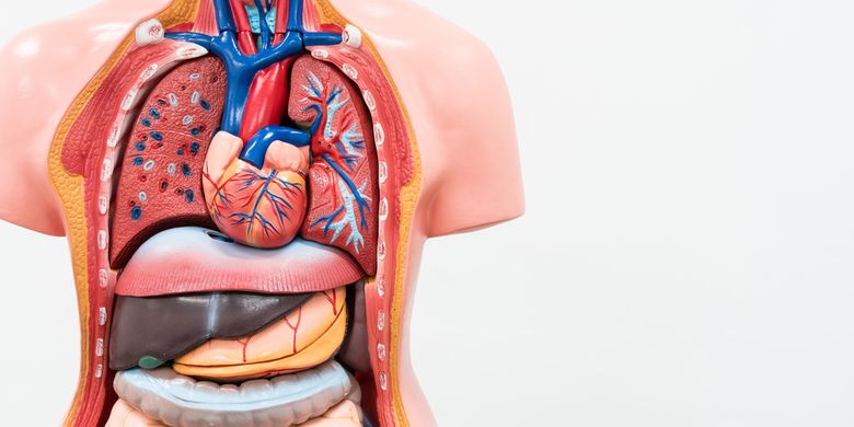 Detail Gambar Organ Pencernaan Manusia Tanpa Keterangan Nomer 45