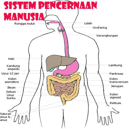 Detail Gambar Organ Pencernaan Manusia Tanpa Keterangan Nomer 47