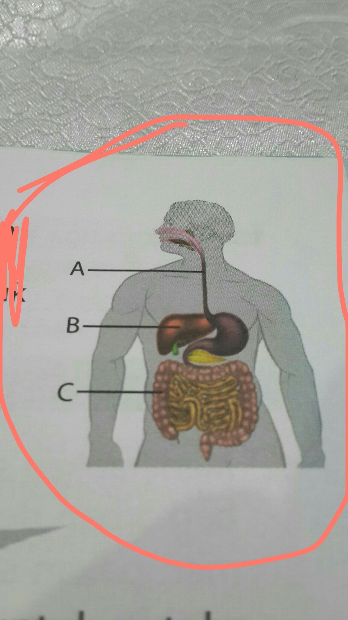 Detail Gambar Organ Pencernaan Pada Manusia Nomer 28