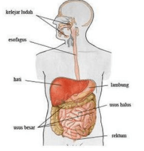 Detail Gambar Organ Pencernaan Pada Manusia Nomer 33