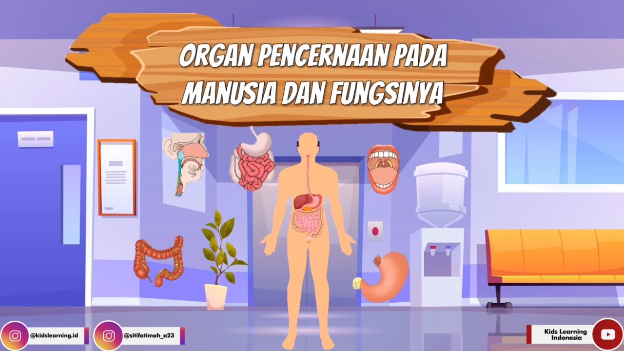 Detail Gambar Organ Pencernaan Pada Manusia Nomer 44