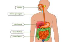 Detail Gambar Organ Pencernaan Pada Manusia Nomer 47