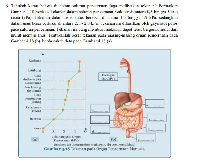 Detail Gambar Organ Pencernaan Pada Manusia Nomer 53