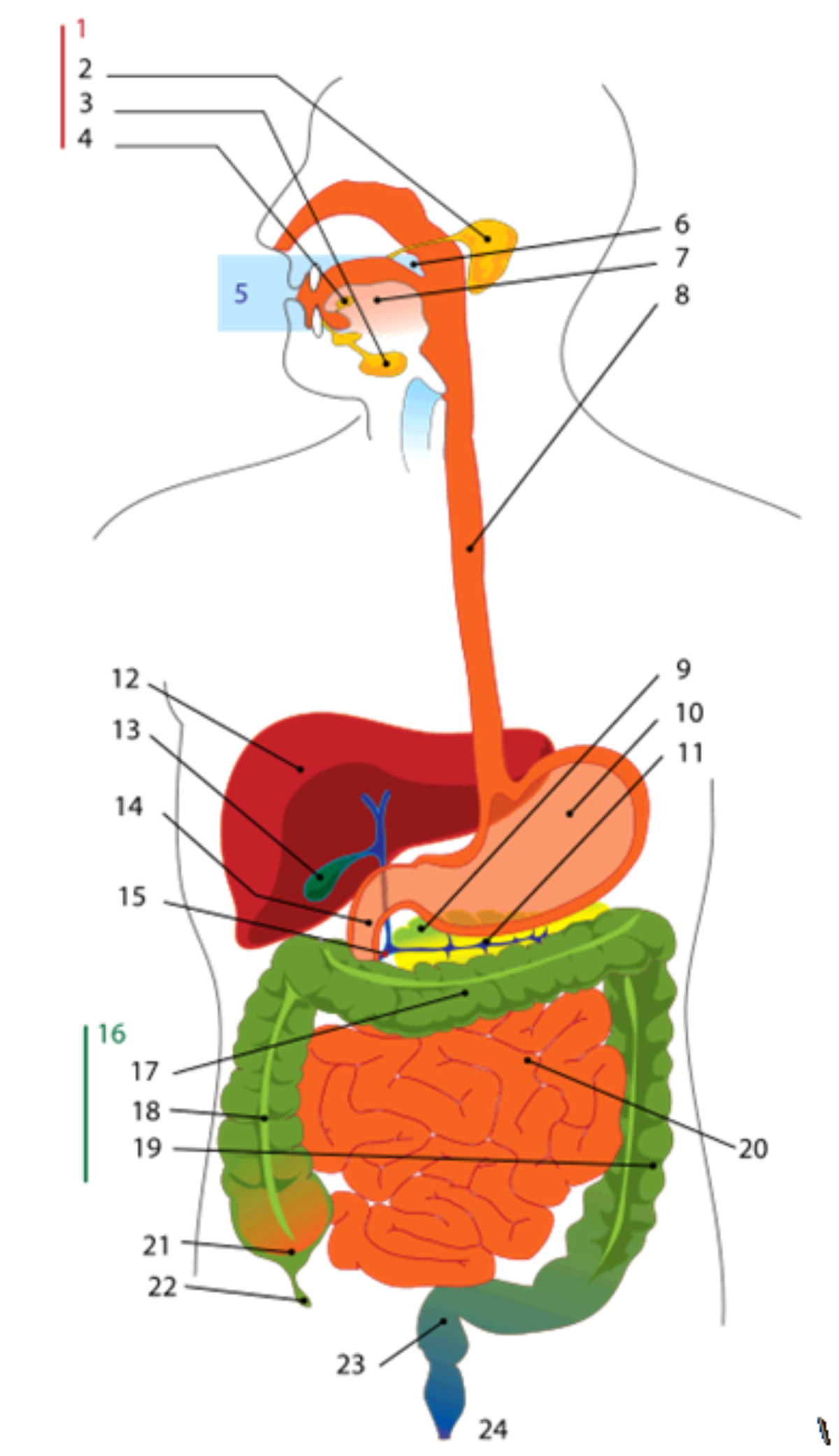 Detail Gambar Organ Pencernaan Pada Manusia Nomer 8