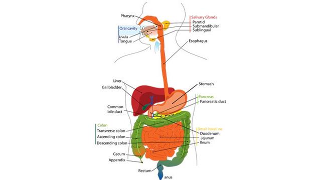 Detail Gambar Organ Pencernaan Pada Manusia Nomer 9