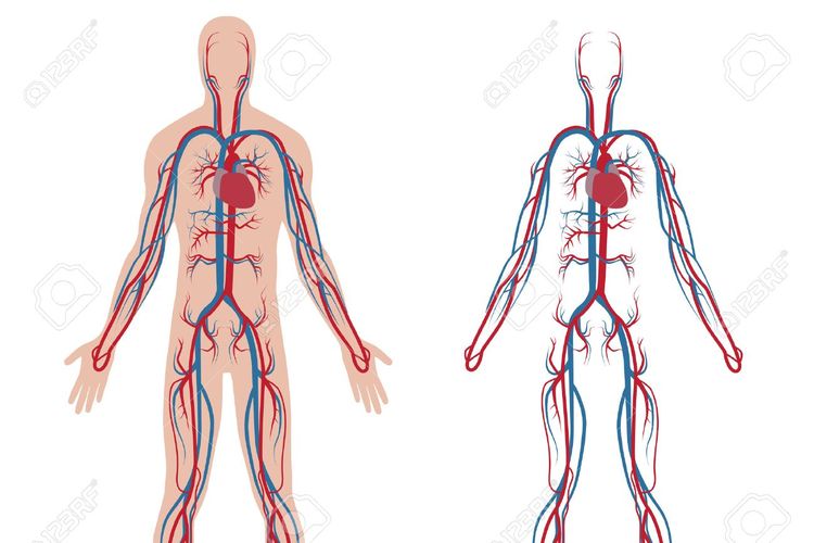Gambar Organ Peredaran Darah Manusia Tanpa Keterangan - KibrisPDR