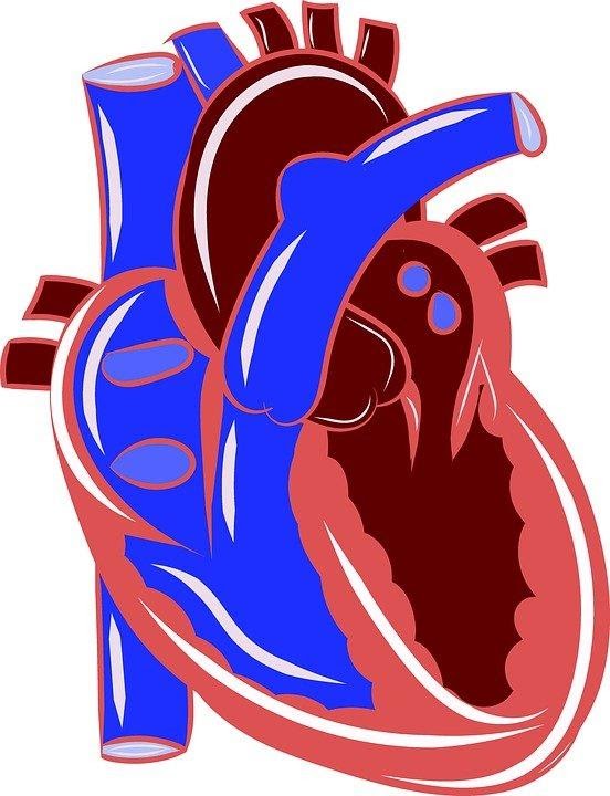 Detail Gambar Organ Peredaran Darah Manusia Tanpa Keterangan Nomer 26