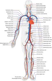 Detail Gambar Organ Peredaran Darah Manusia Tanpa Keterangan Nomer 28