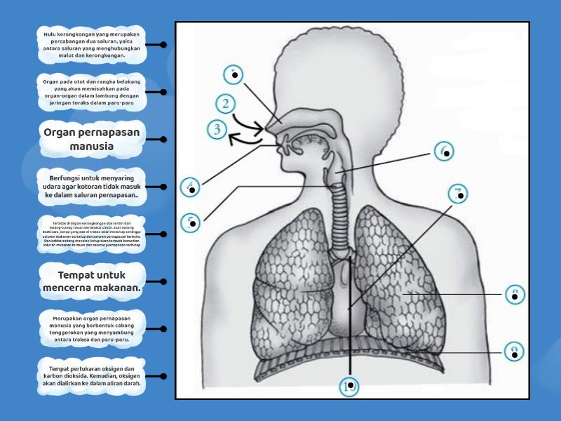 Detail Gambar Organ Peredaran Darah Manusia Tanpa Keterangan Nomer 30