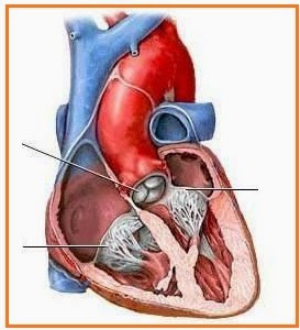 Detail Gambar Organ Peredaran Darah Manusia Tanpa Keterangan Nomer 40